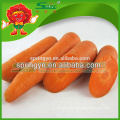 Gefrorenes Gemüse frisches Gemüse gelbe Karotten besten Lieferanten in China